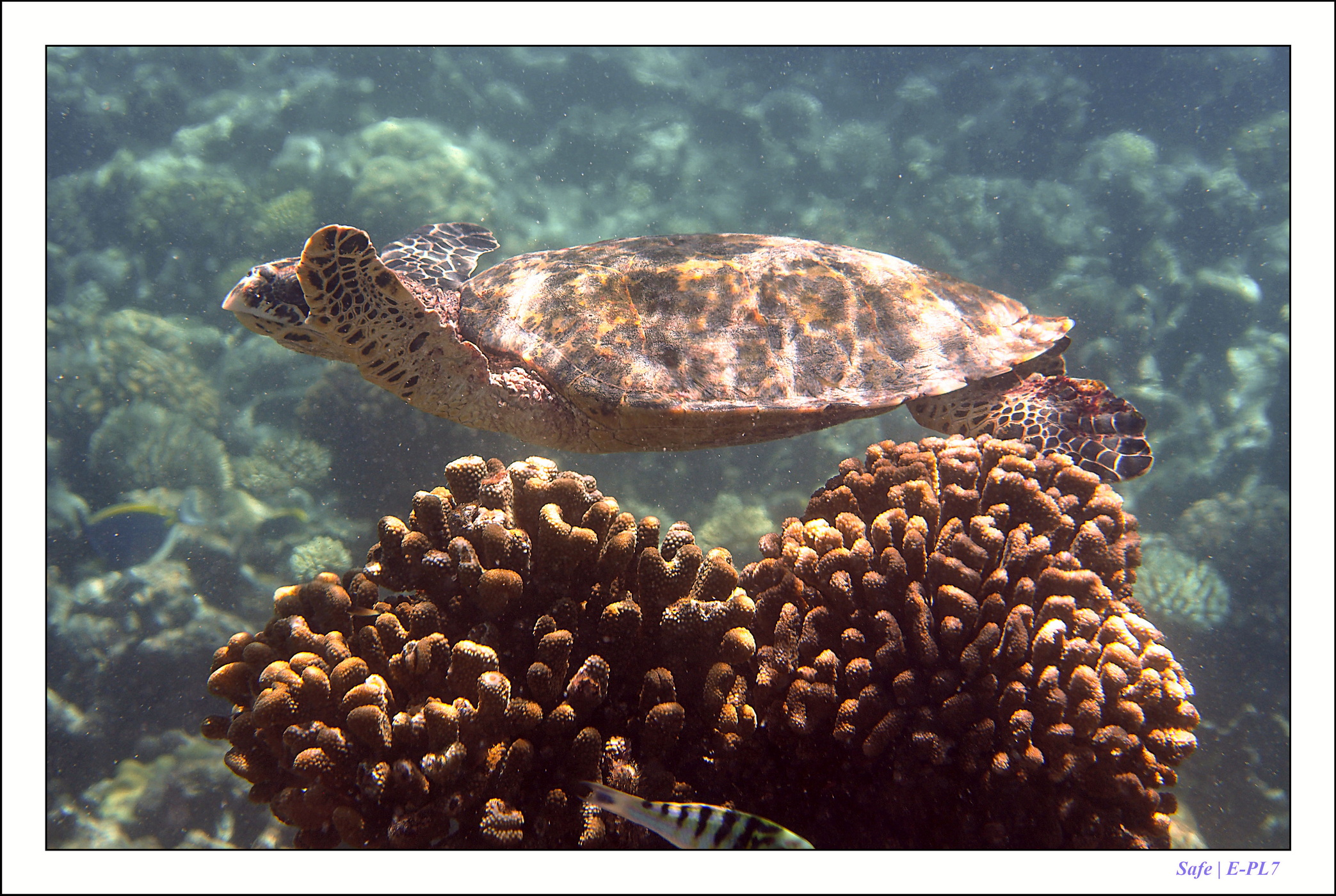 2022 - 07 - snorkeling Maldives - 038